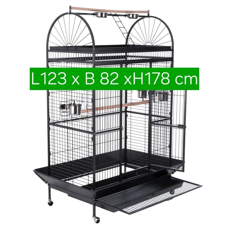 Salomonen Edelpapagei Paar Zahm, 7 Monate jung mit Voliere & Zubehör