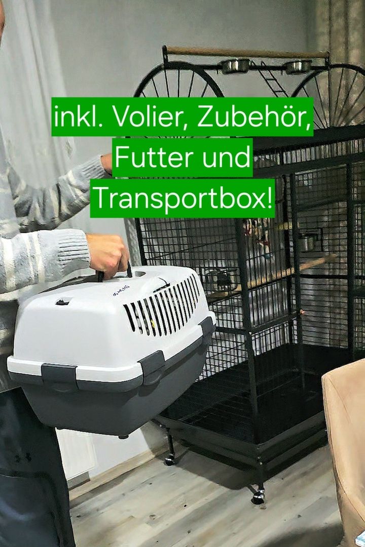 Salomonen Edelpapagei Paar Zahm, 7 Monate jung mit Voliere & Zubehör