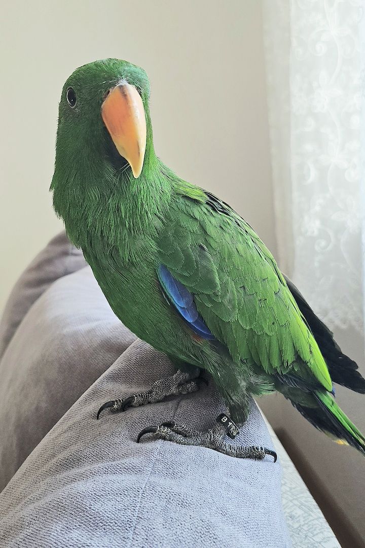 Salomonen Edelpapagei Paar Zahm, 7 Monate jung mit Voliere & Zubehör