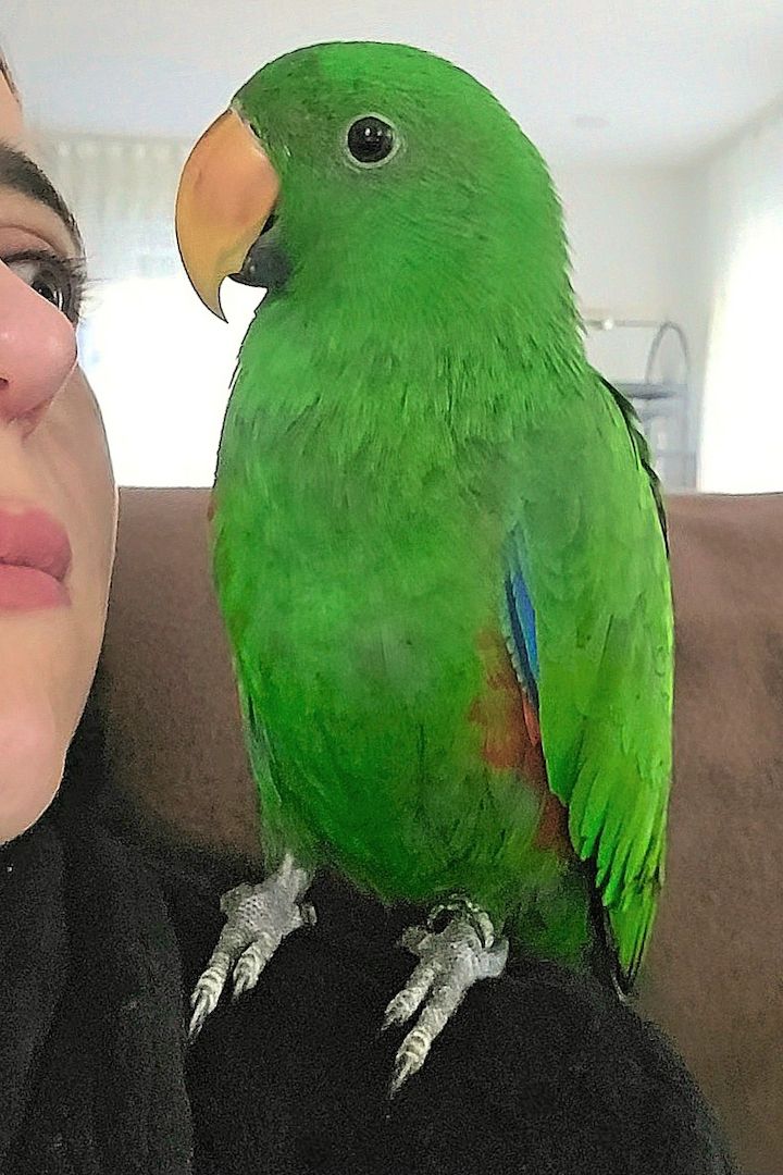 Salomonen Edelpapagei Paar Zahm, 7 Monate jung mit Voliere & Zubehör