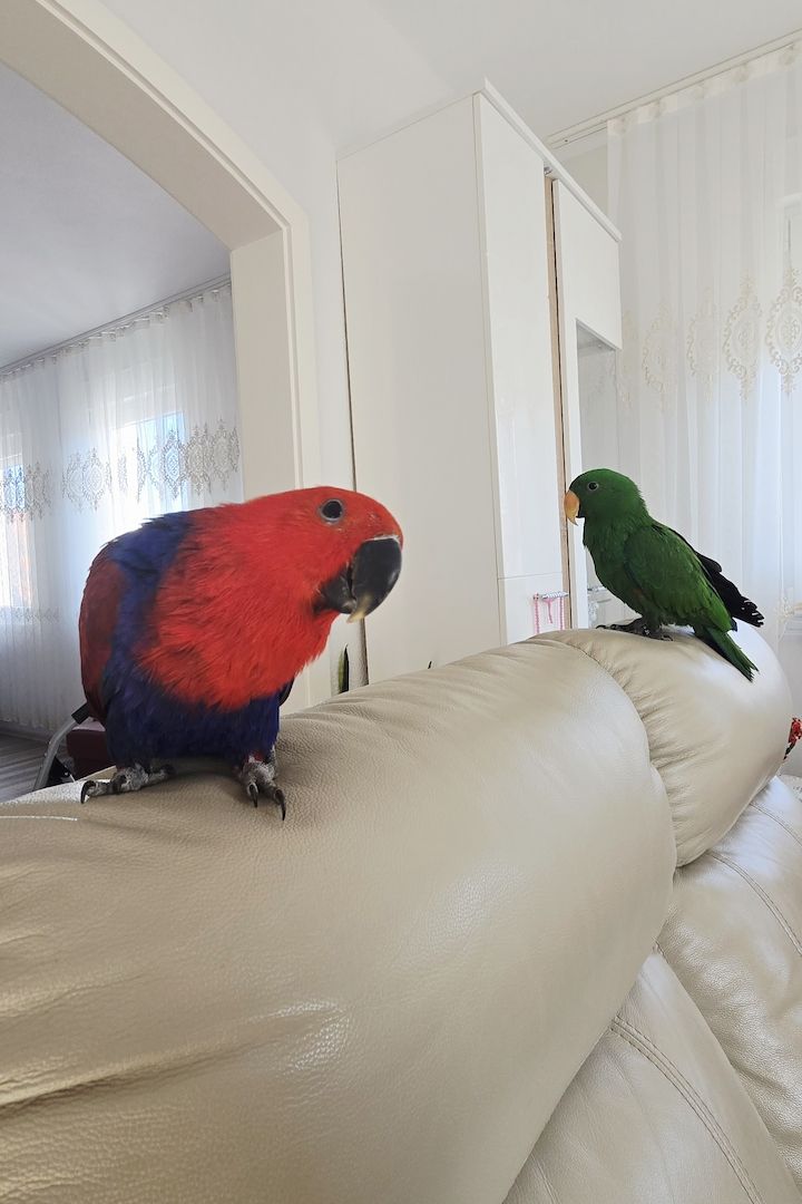 Salomonen Edelpapagei Paar Zahm, 7 Monate jung mit Voliere & Zubehör