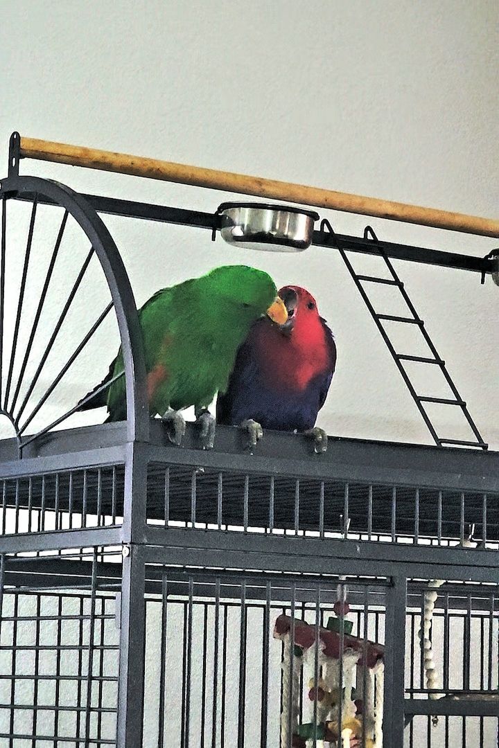 Salomonen Edelpapagei Paar Zahm, 7 Monate jung mit Voliere & Zubehör