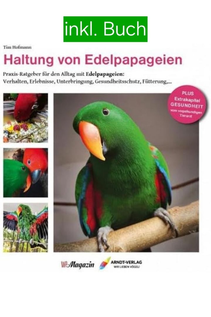 Salomonen Edelpapagei Paar Zahm, 7 Monate jung mit Voliere & Zubehör