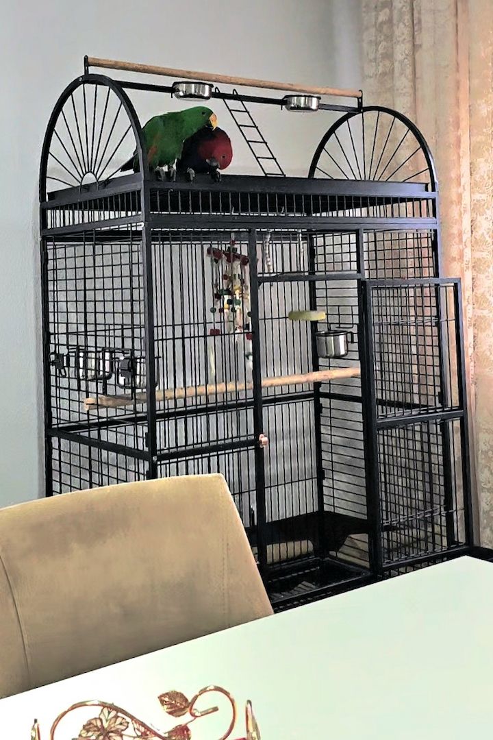 Salomonen Edelpapagei Paar Zahm, 7 Monate jung mit Voliere & Zubehör