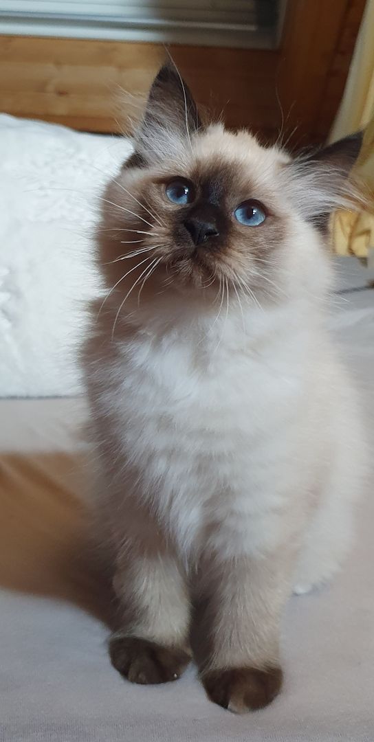 Heilige Birma Kitten Katzenbabys