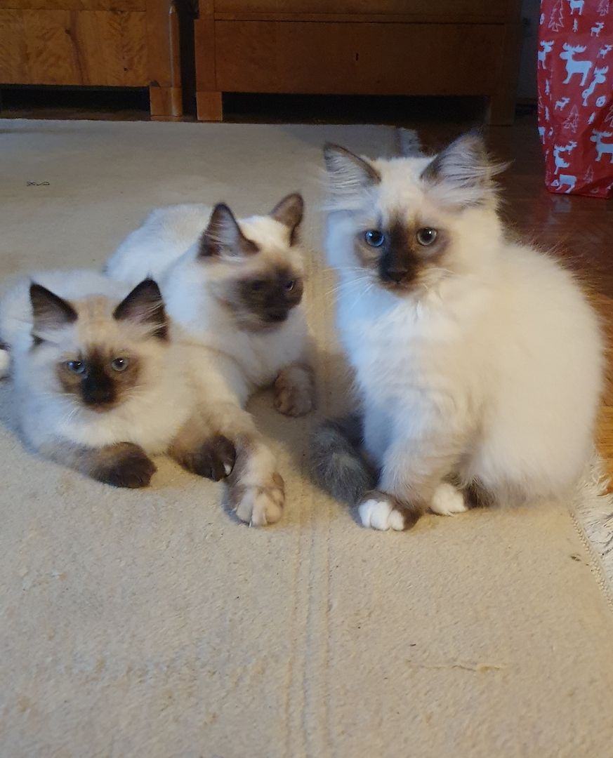 Heilige Birma Kitten Katzenbabys