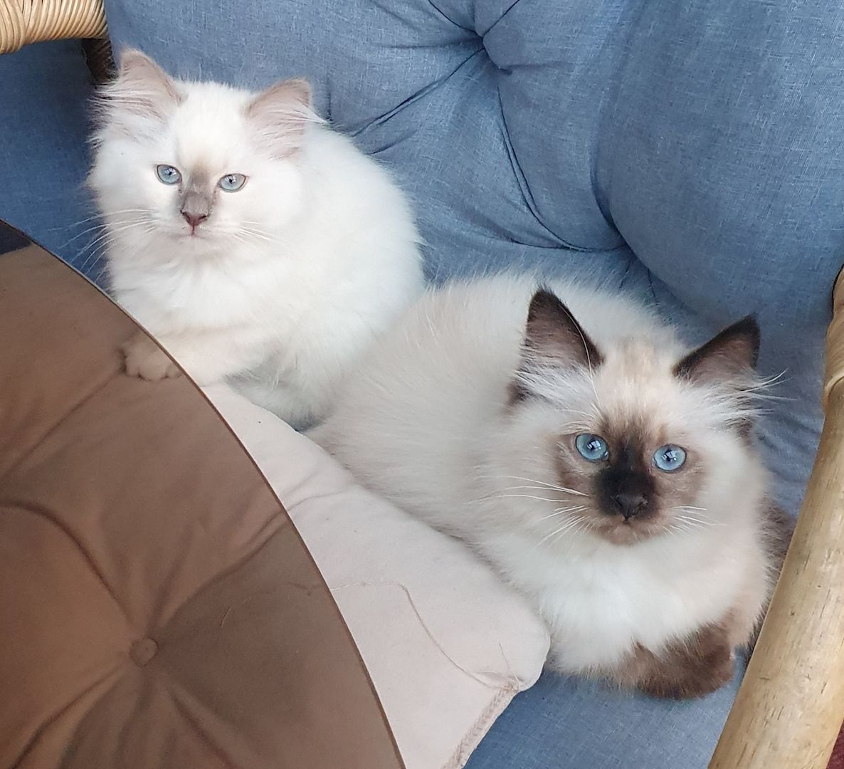 Heilige Birma Kitten Katzenbabys