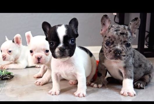 +Französische Bulldoggenwelpen mit PP