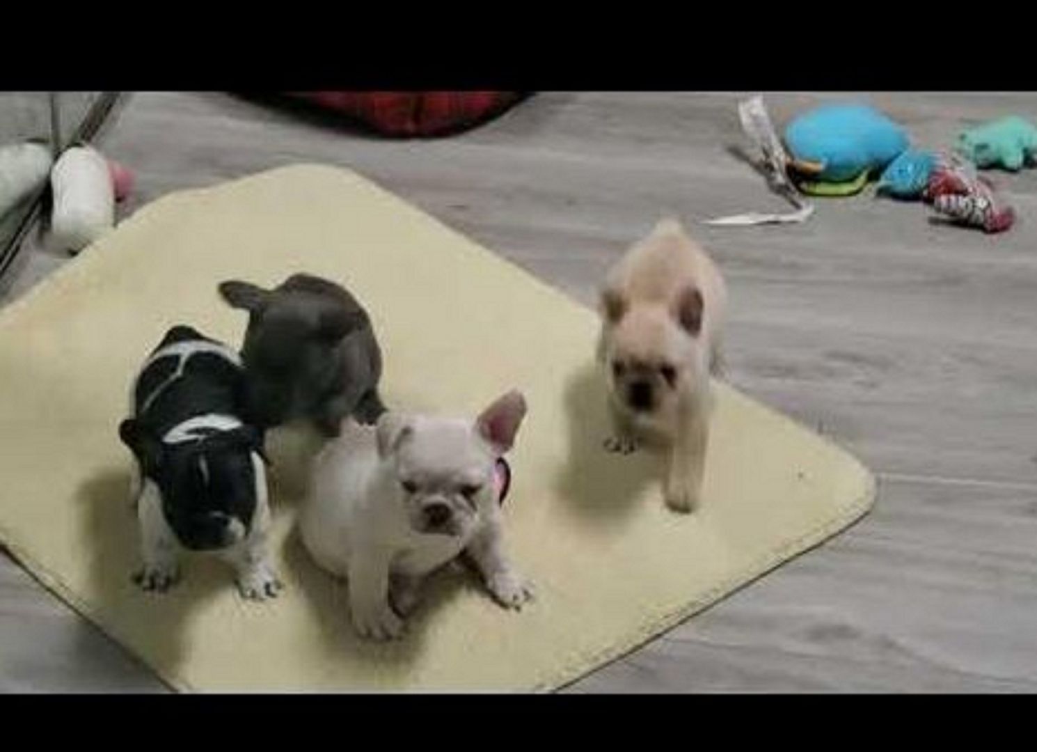 +Französische Bulldoggenwelpen mit PP