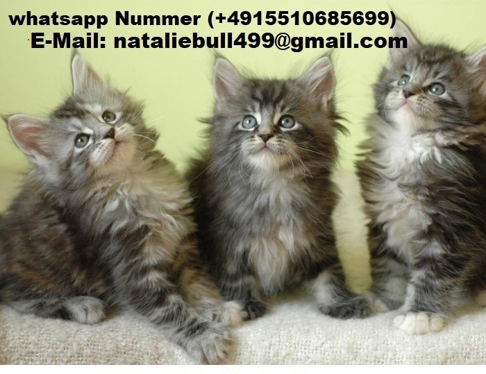 Maine-Coon-Kätzchen ,,