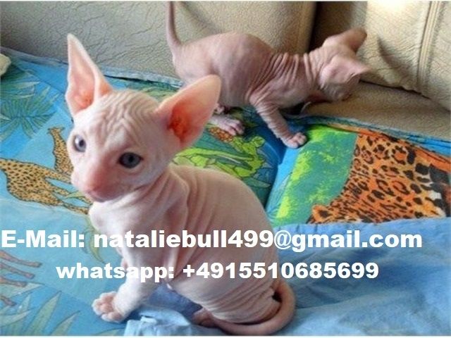 Wunderschöne Sphynx-Kätzchen ,,