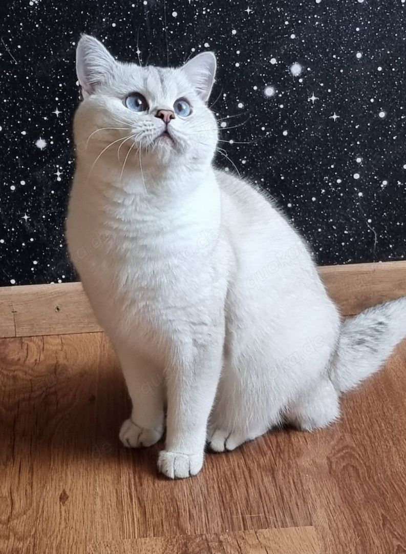 Deckkater Stammbaum blauen Augen BKH Farbe seal-silver-shaded-point ns 11-33