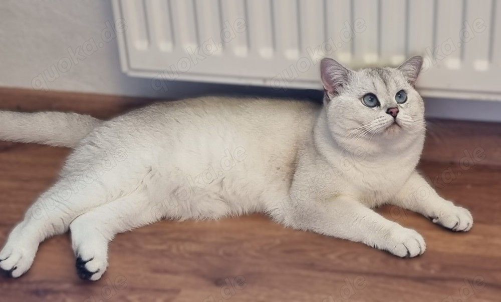 Deckkater Stammbaum blauen Augen BKH Farbe seal-silver-shaded-point ns 11-33