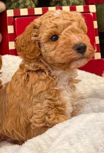 Maltipoo-Welpen zur Adoption