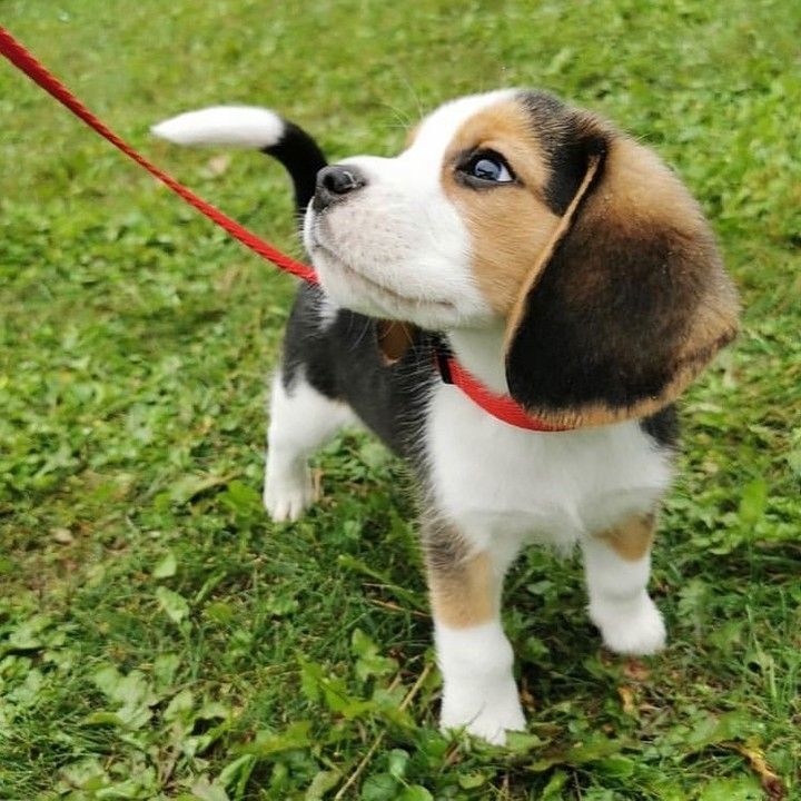 Beagle-Welpe