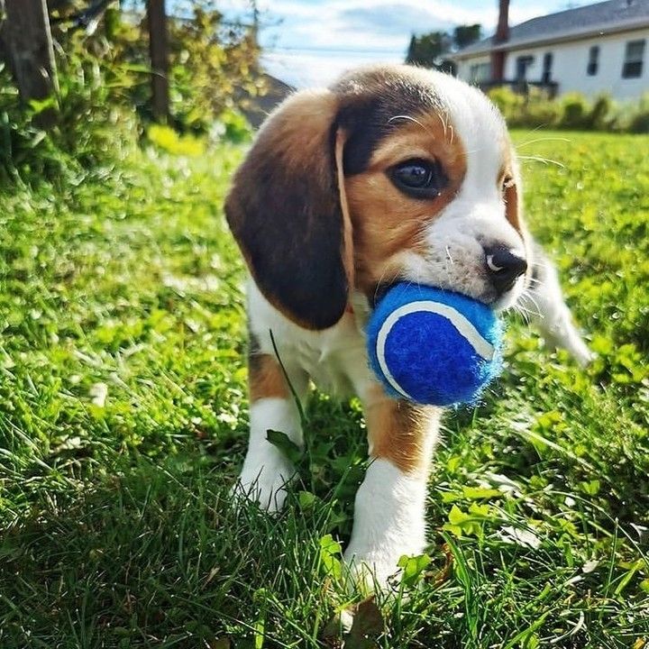 Beagle-Welpe