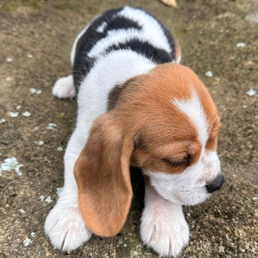Beagle-Welpe