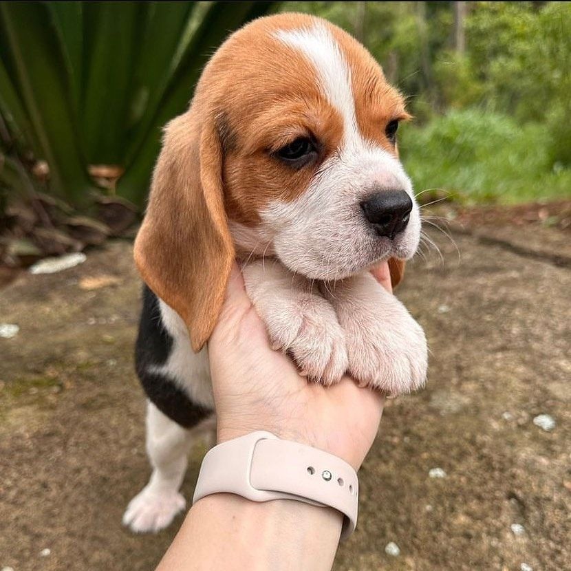 Beagle-Welpe