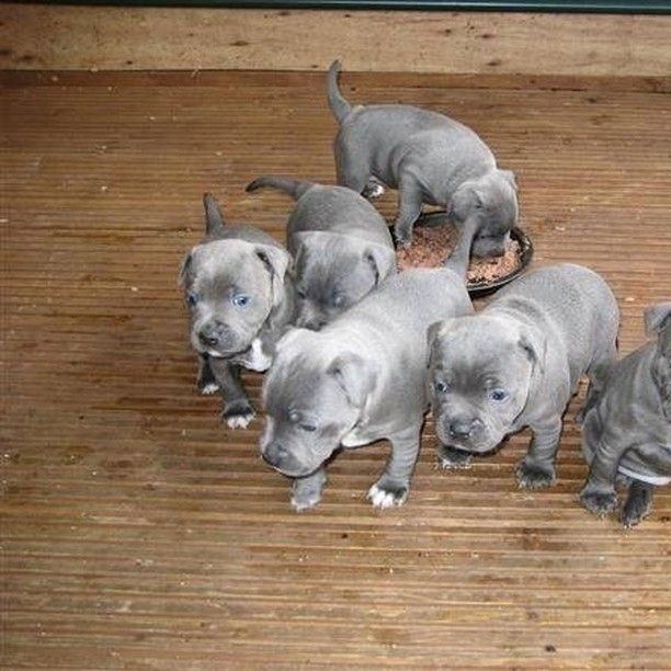 Blaue Staffordshire-Welpen