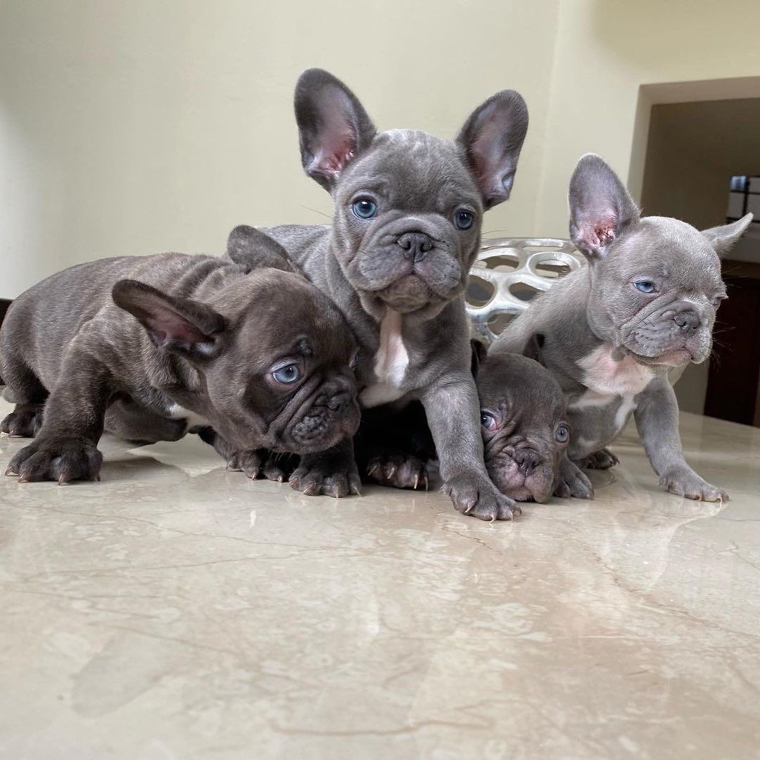Französische Bulldoggenwelpen