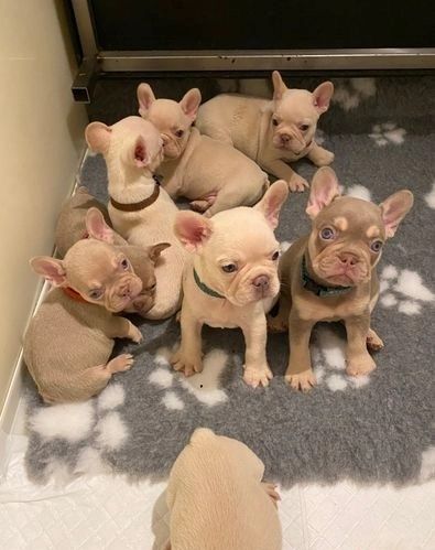 Französische Bulldoggenwelpen zur Adoption