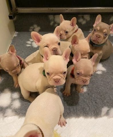 Französische Bulldoggenwelpen zur Adoption