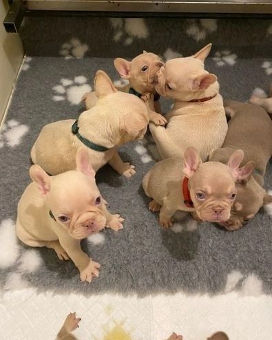 Französische Bulldoggenwelpen zur Adoption
