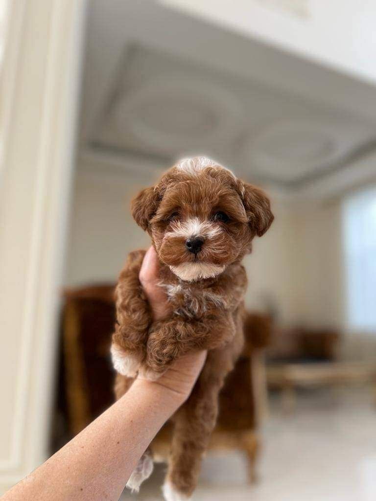 Entzückende Maltipoo-Welpen