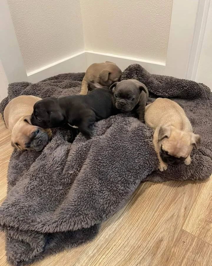 Französische Bulldoggenwelpen zur Adoption..