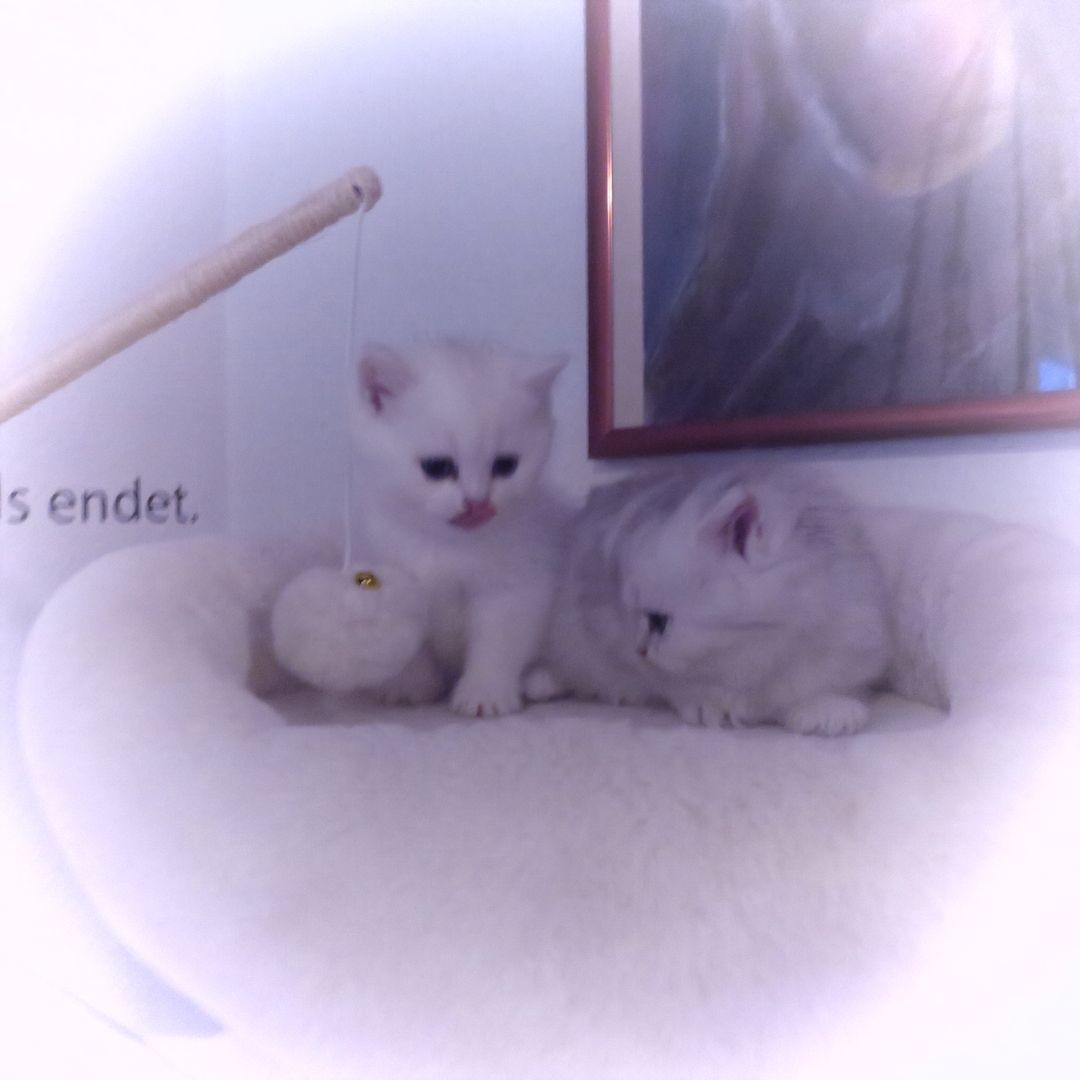 zauberhafte BKH-Kitten