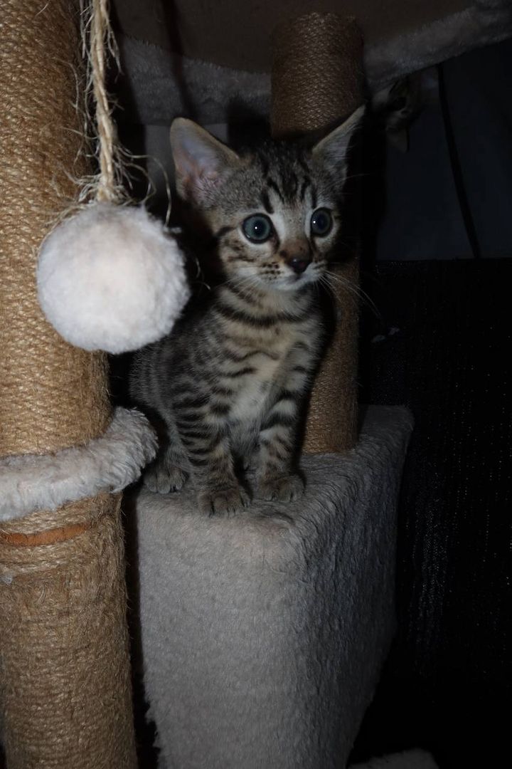 Bengal mix Katzenbabies