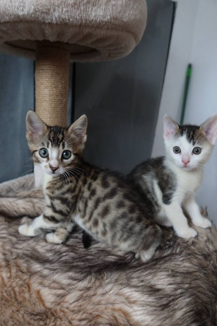Bengal mix Katzenbabies
