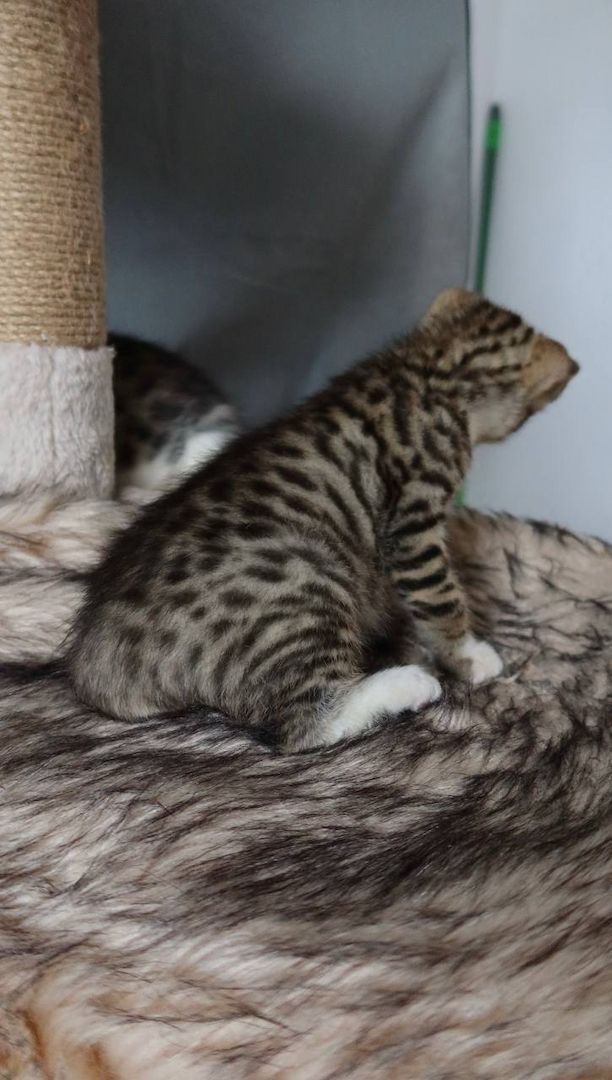 Bengal mix Katzenbabies