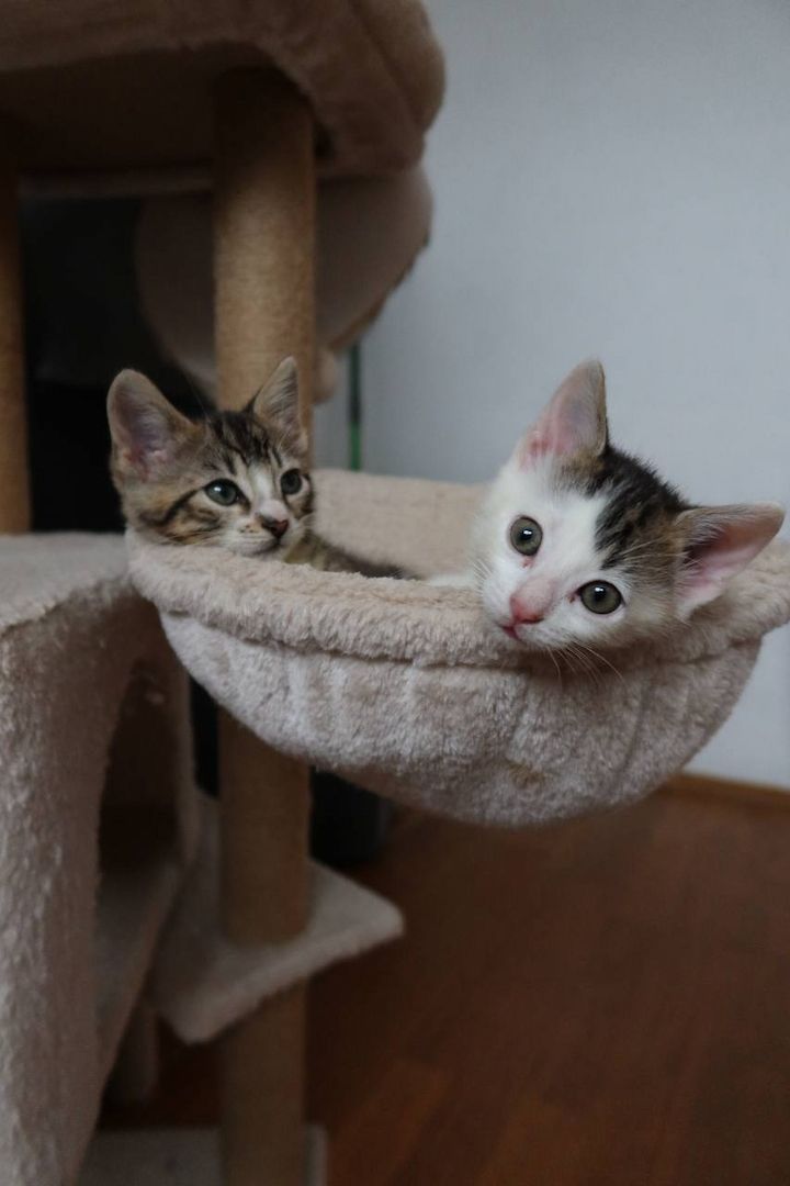 Bengal mix Katzenbabies