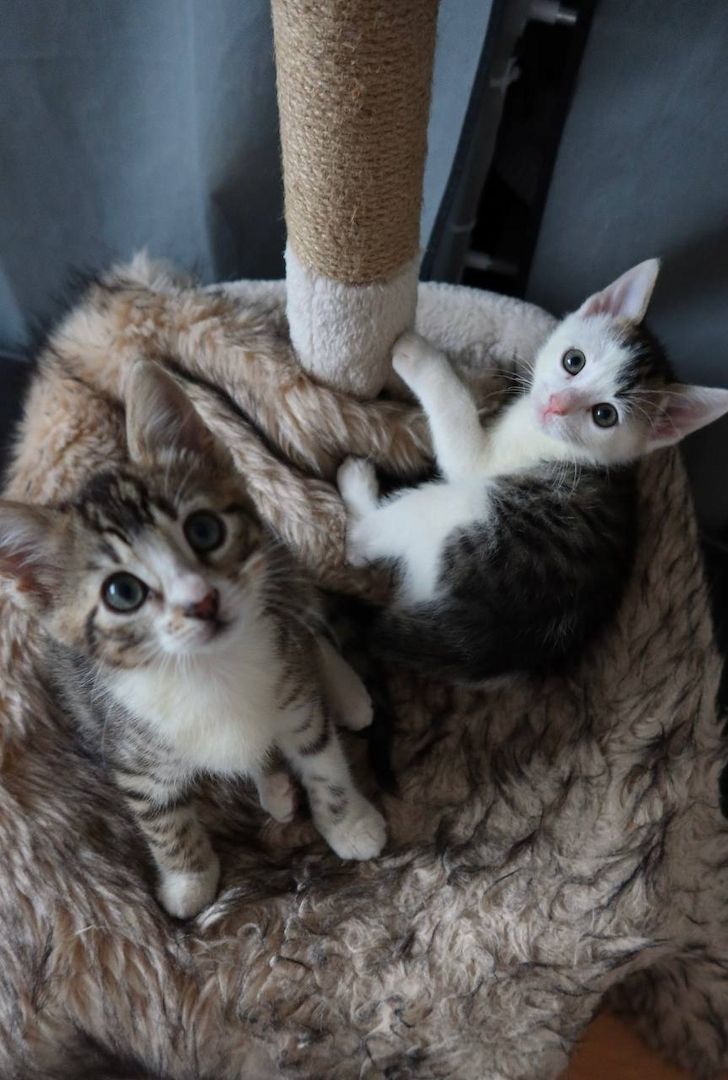 Bengal mix Katzenbabies