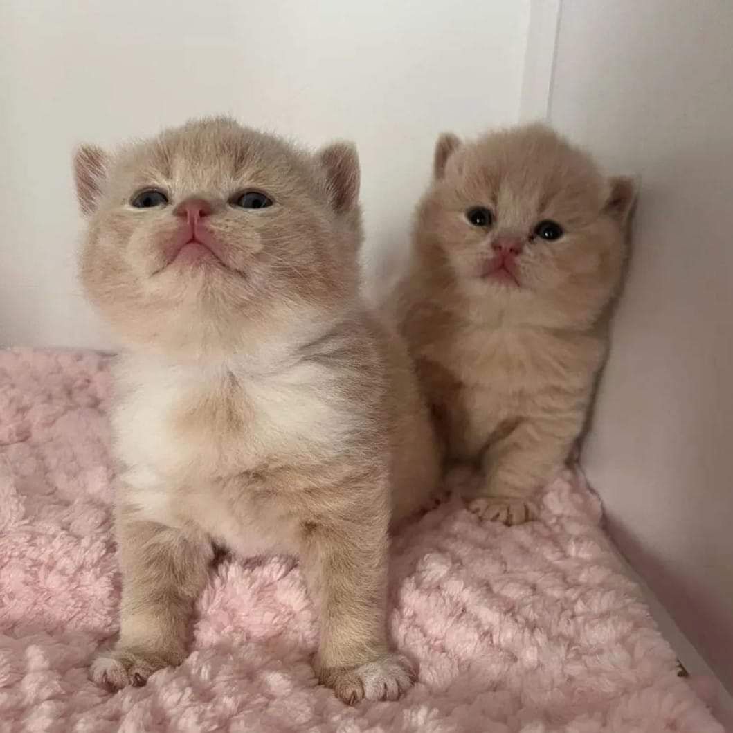 Niedliche Kätzchen,