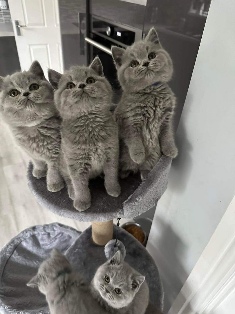 Niedliche Britisch Kurzhaar Welpen