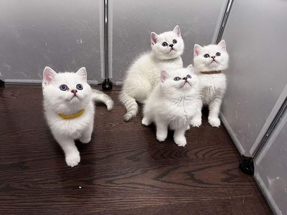 Niedliche Kurzhaarkätzchen