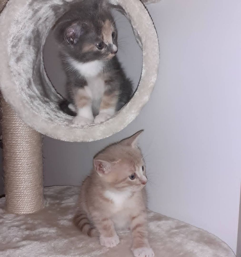 Europäische Kurzhaarkätzchen