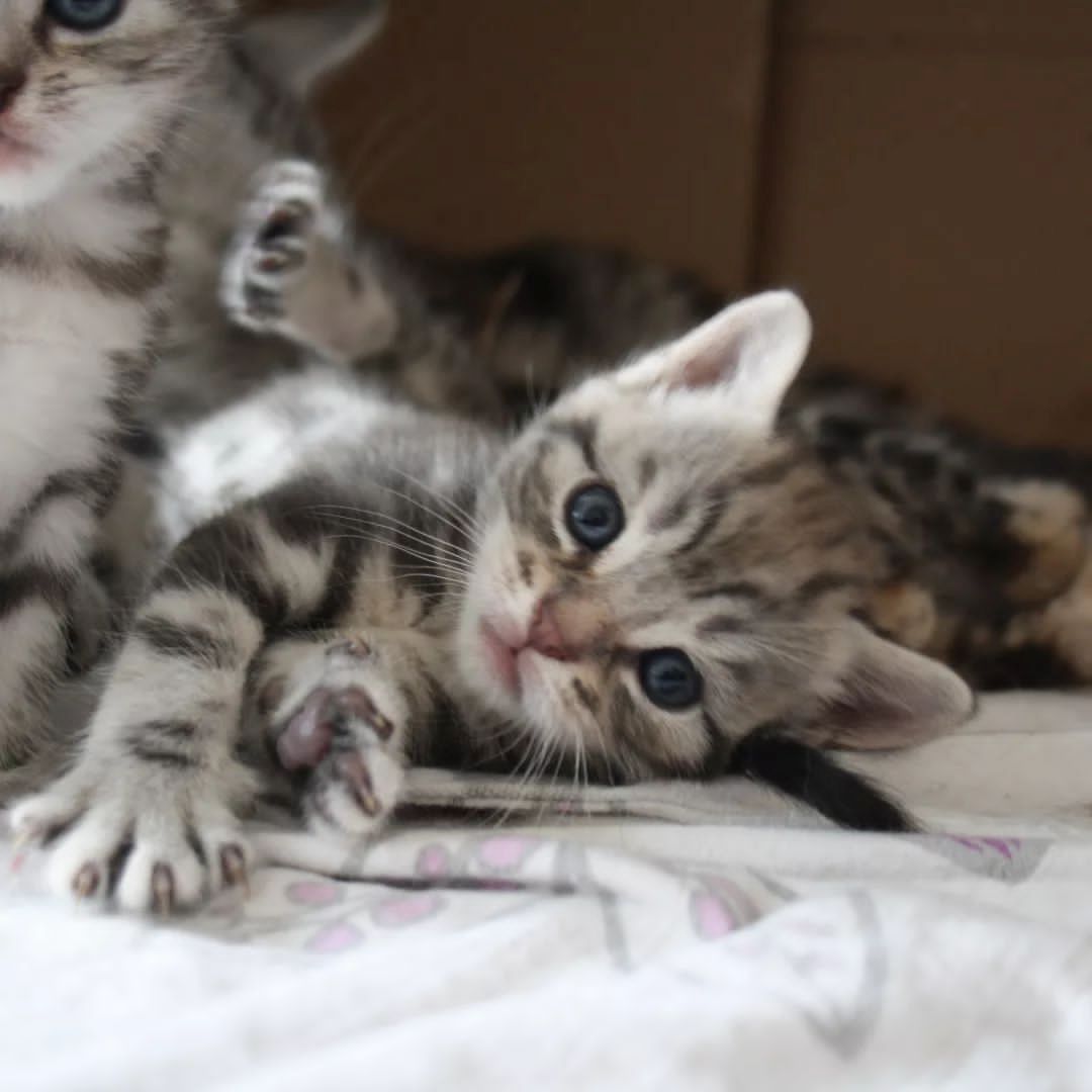 Europäische Kurzhaarkätzchen