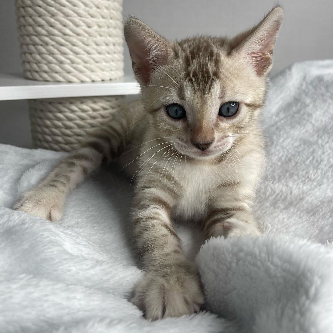 Bengal-Kätzchen zu vermitteln