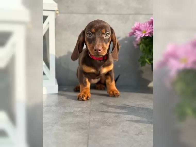 Typvolle Schön Dackel Welpen.