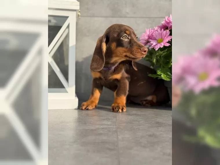 Typvolle Schön Dackel Welpen.