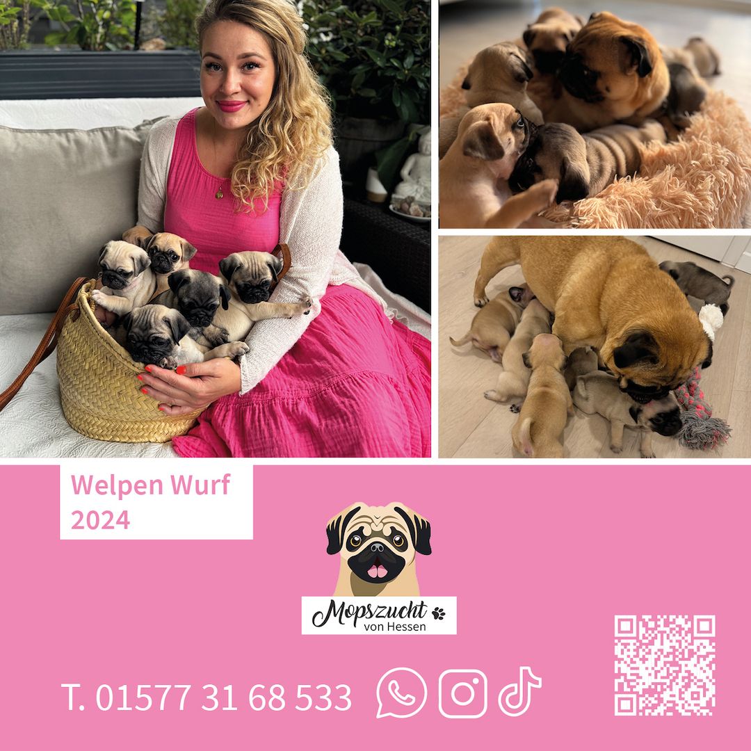 Mopsmädchen mit Gesundheitszeugnis & Ahnentafel – abgabebereit!