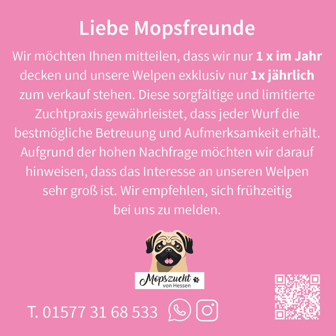 Mopsmädchen mit Gesundheitszeugnis & Ahnentafel – abgabebereit!