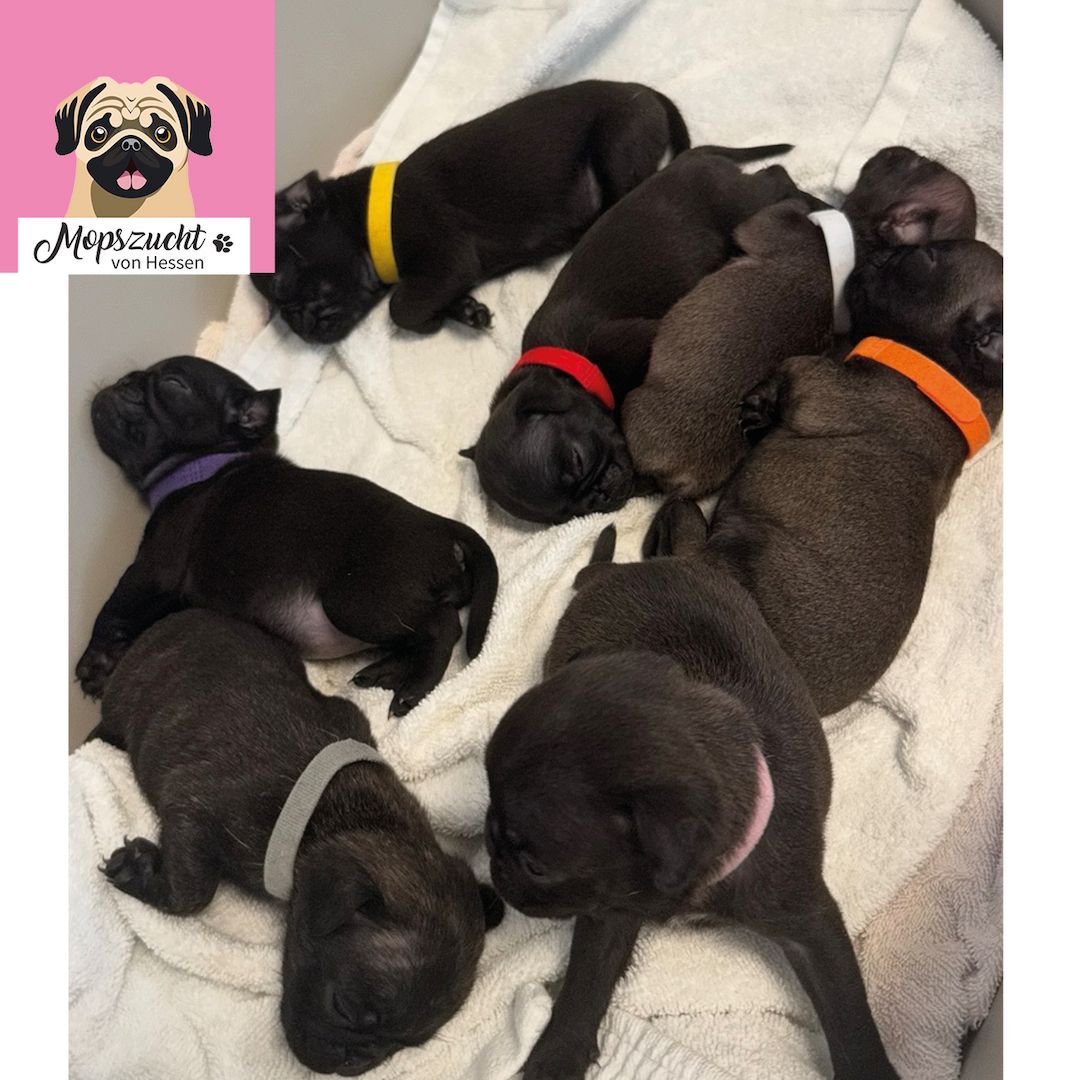 Mopsmädchen mit Gesundheitszeugnis & Ahnentafel – abgabebereit!