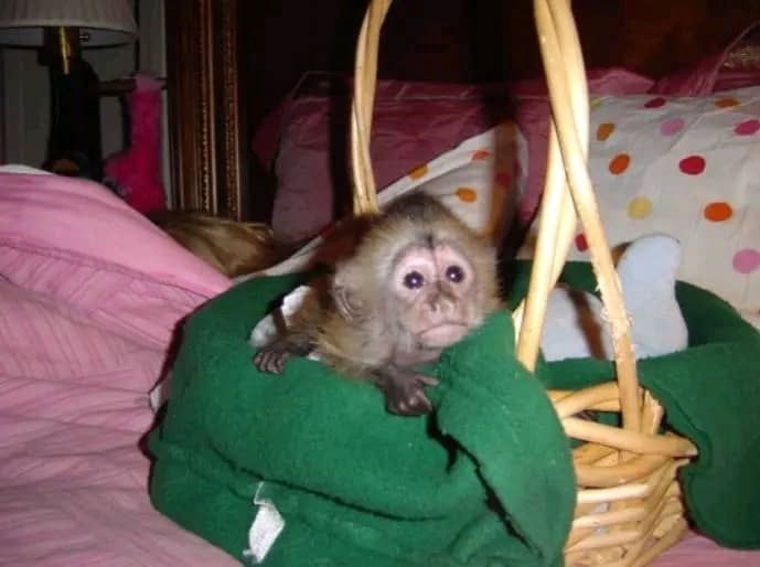 Niedliche Affenbabys zur Adoption