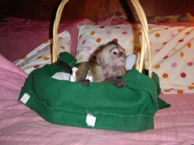 Niedliche Affenbabys zur Adoption