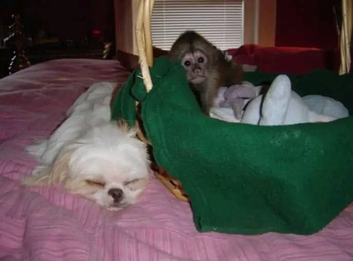 Niedliche Affenbabys zur Adoption