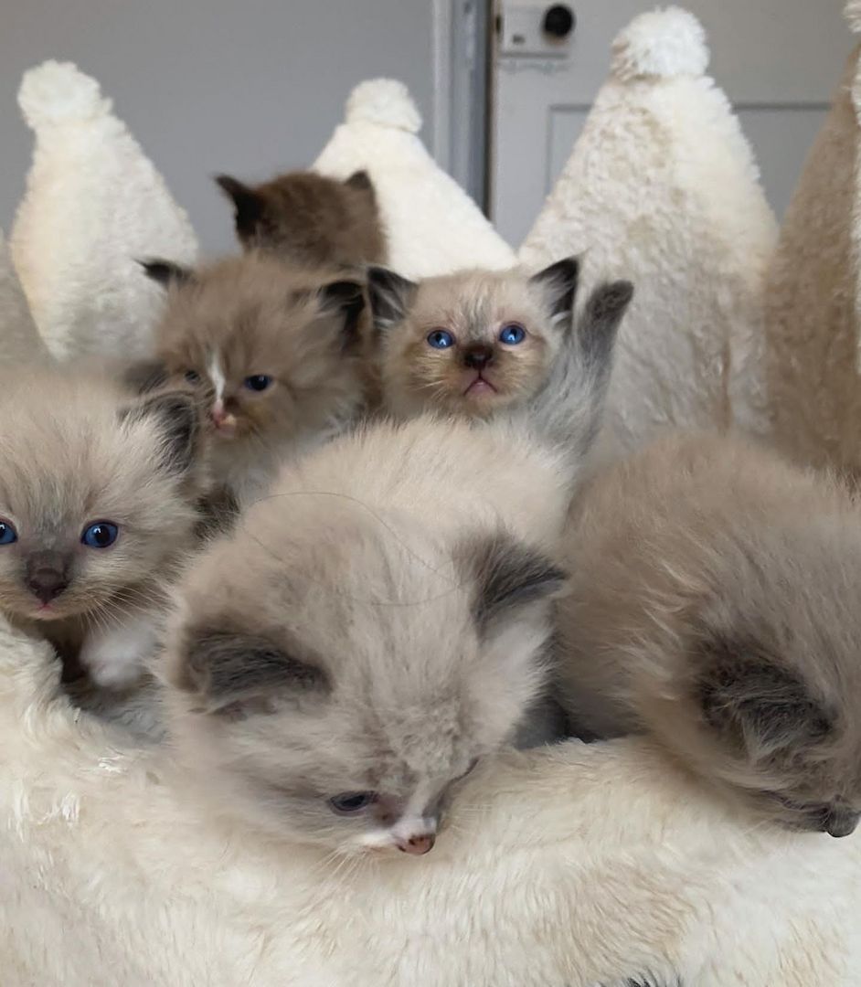 Ragdoll-Kätzchen verfügbar